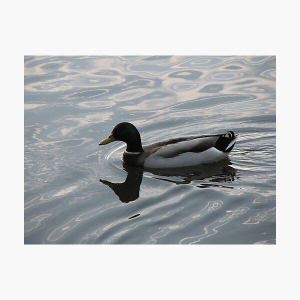 Item preview, Another Duck designed and sold by thorn.