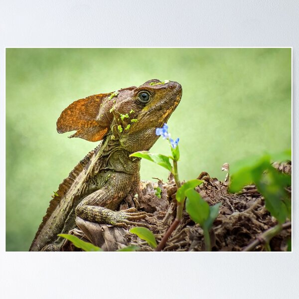 Item preview, Jesus Christ Lizard designed and sold by Rebecca Herranen.