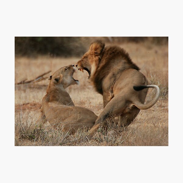 Item preview, Roar Passion designed and sold by Steve Bulford.