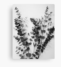 Eucalyptus Canvas Print
