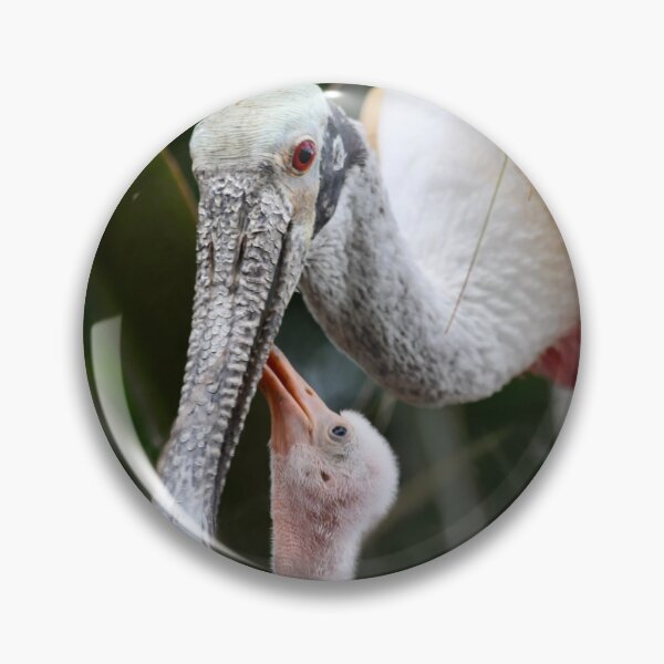 Item preview, Roseate Spoonbill Chick Looking Up To Mom designed and sold by richardbryce.