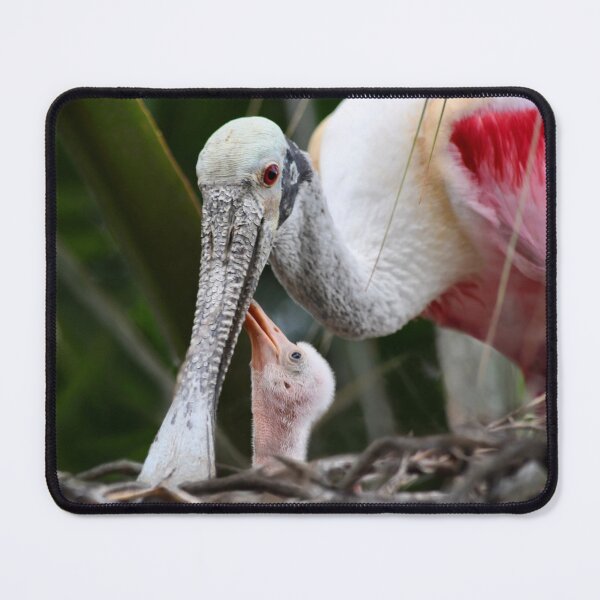 Item preview, Roseate Spoonbill Chick Looking Up To Mom designed and sold by richardbryce.