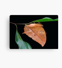 playing dead to stay alive Canvas Print