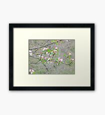you feel like spring..2500 visualizz.dicembre 2014-.VETRINA RB EXPLORE 27 GENNAIO 2013 - Framed Print