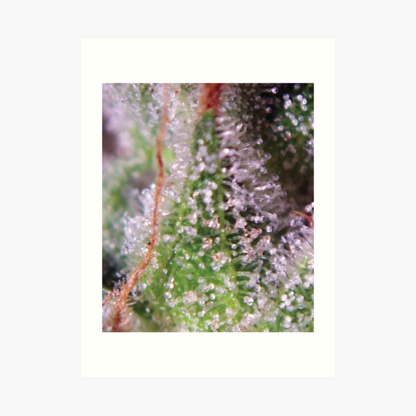 Trichome 13 Art Print