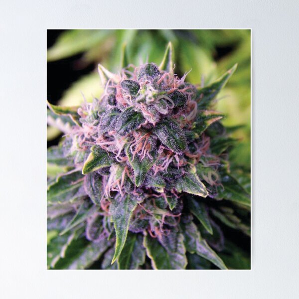 Item preview, Trichome 14 designed and sold by Trichome.
