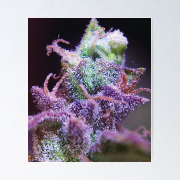 Item preview, Trichome 15 designed and sold by Trichome.