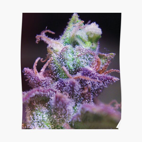 Trichome 15 Poster