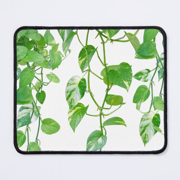 Item preview, Golden Pothos Ivy Dream #1 #tropical #wall #art designed and sold by Anita's & Bella's Art.
