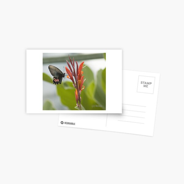 Butterfly to go Postcard