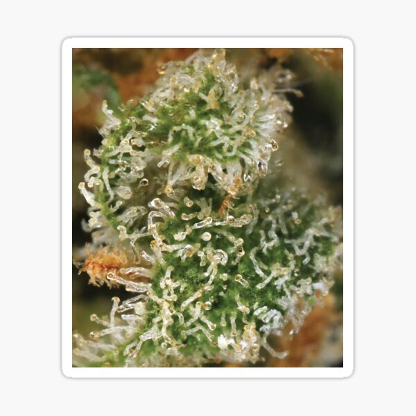 Item preview, Trichome 16 designed and sold by Trichome.