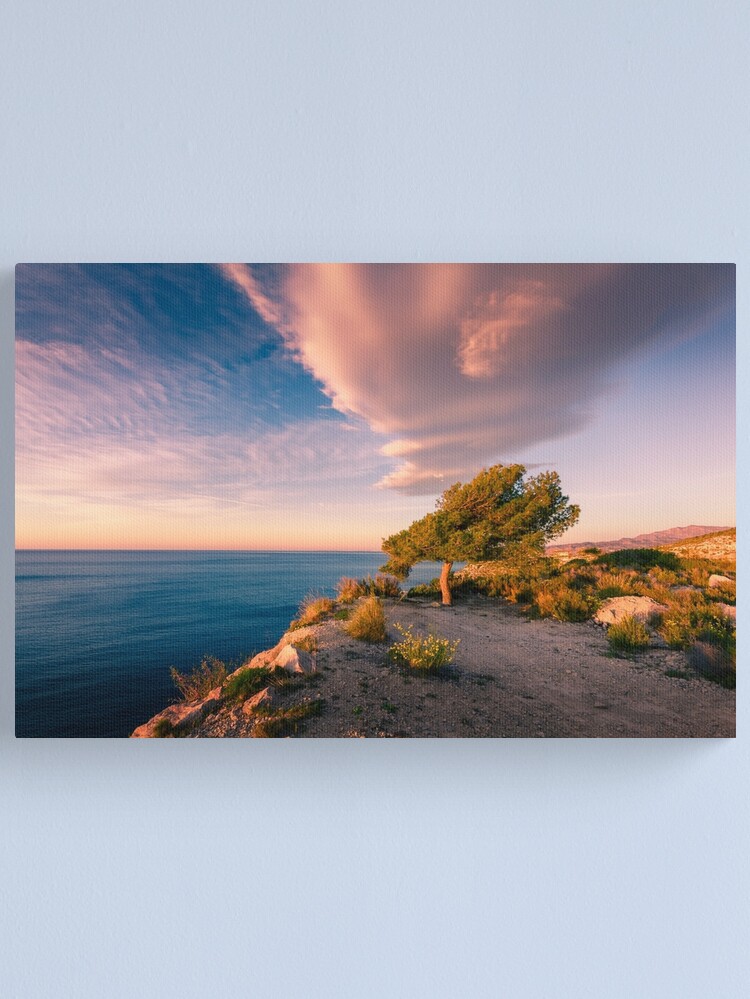 Alternate view of Coastal tree in the morning light Canvas Print