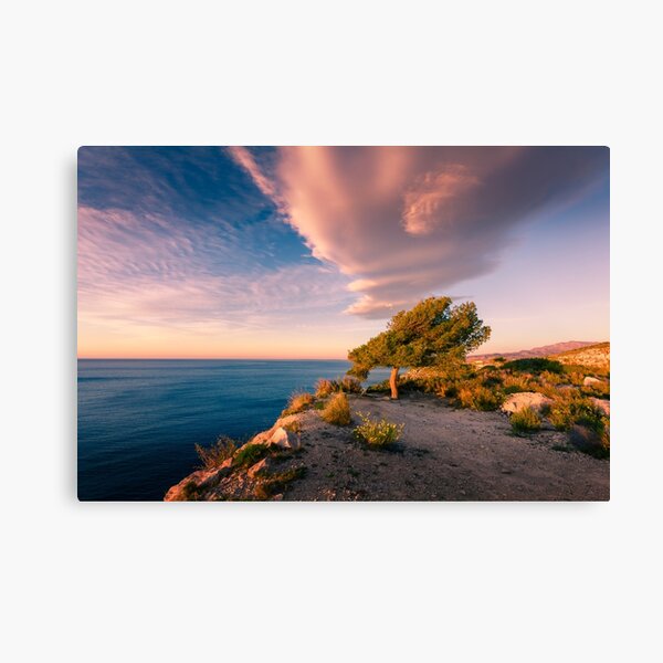 Coastal tree in the morning light Canvas Print