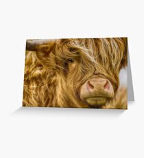 Highland Cow Greeting Card