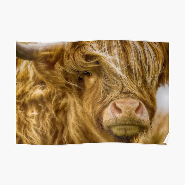 Highland Cow Poster