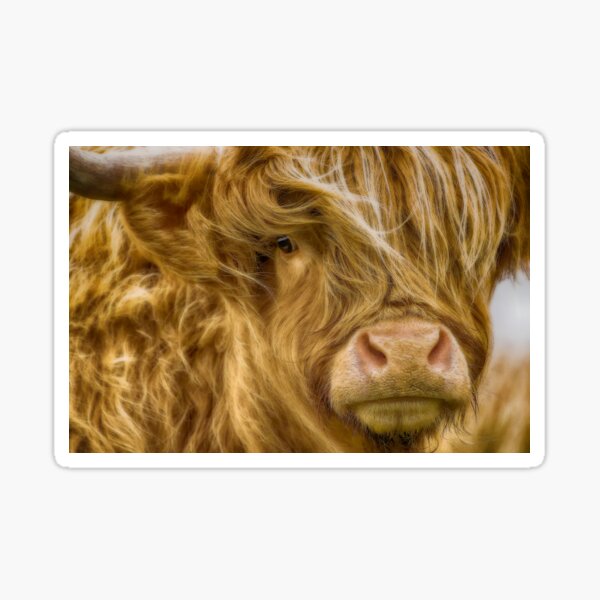 Highland Cow Sticker