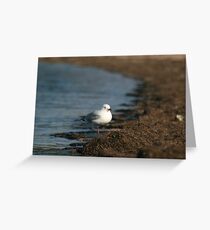 bird standing on 1 leg Greeting Card