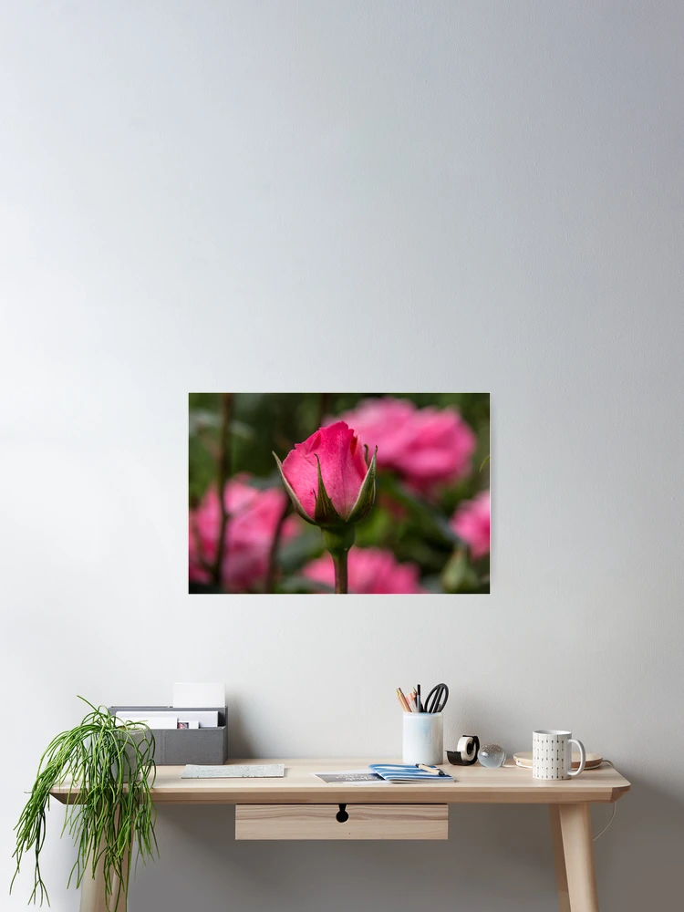 Thumbnail 2 of 3, Poster, Pink Roses Bud designed and sold by Pixie Copley LRPS.