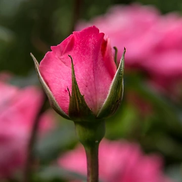 Artwork thumbnail, Pink Roses Bud by Pixie Copley LRPS