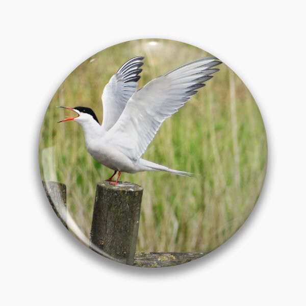 Item preview, Common Tern with wings in the air designed and sold by TwistedClassics.