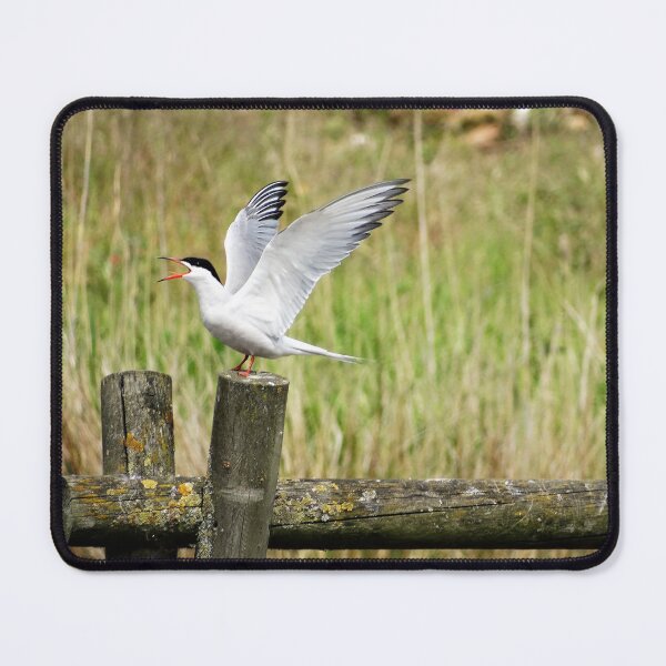 Item preview, Common Tern with wings in the air designed and sold by TwistedClassics.