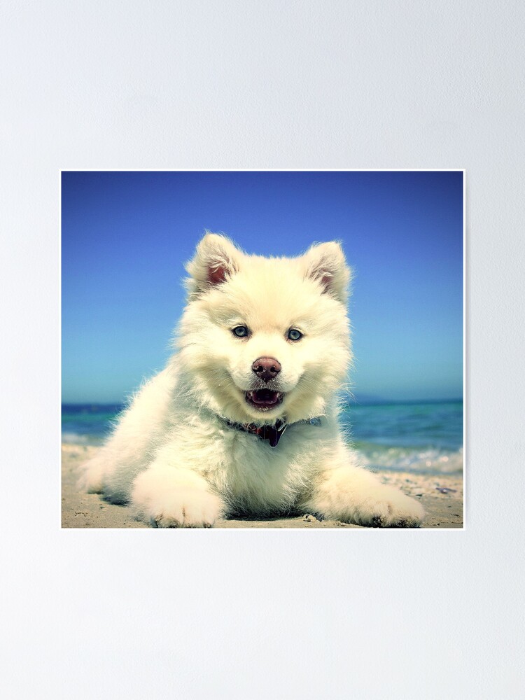 Little samoyed store