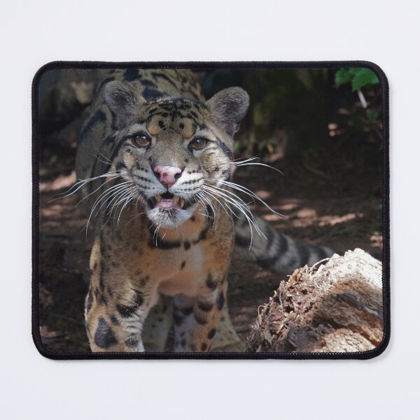 Item preview, Clouded Leopard - Neofelis Nebulosa designed and sold by Mark Tiller.