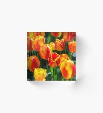 Colorful tulips Acrylic Block