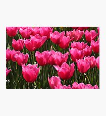 tulips Photographic Print