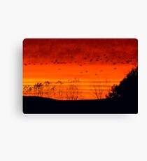 Homeward Bound ! Canvas Print