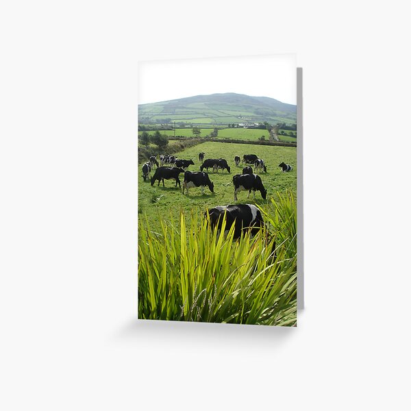 Cows of Kerry Greeting Card