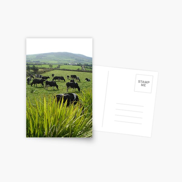 Cows of Kerry Postcard