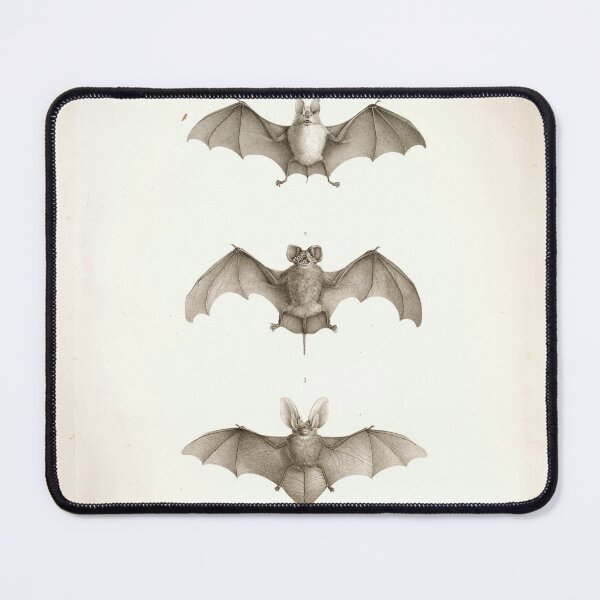 Item preview, Bats of Egypt Vintage Drawings designed and sold by Douglas E. Welch Design and Photography.