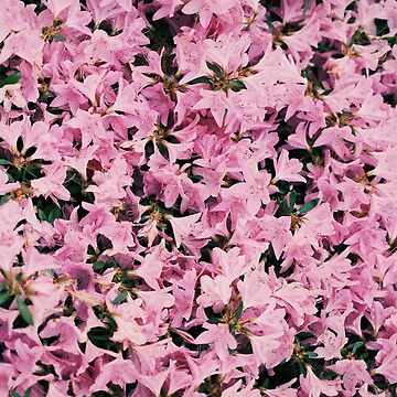Artwork thumbnail, Spring - Azalea by JiggsFashion