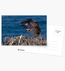 Osprey Landing Postcards