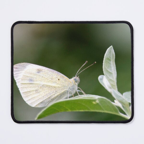 Item preview, White butterfly designed and sold by MoreGoodArt.