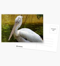Pelican Postcards