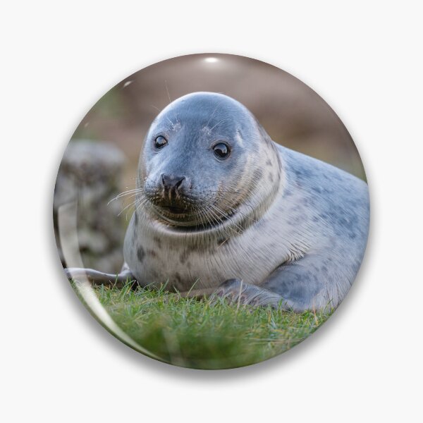 Item preview, Young Seal designed and sold by dvlcom.