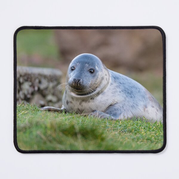 Item preview, Young Seal designed and sold by dvlcom.