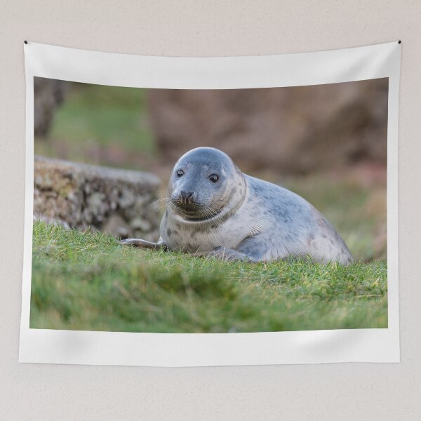 Item preview, Young Seal designed and sold by dvlcom.