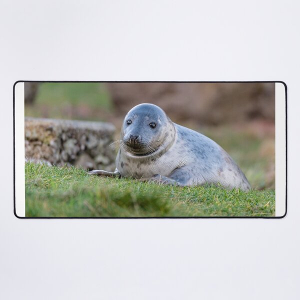 Item preview, Young Seal designed and sold by dvlcom.