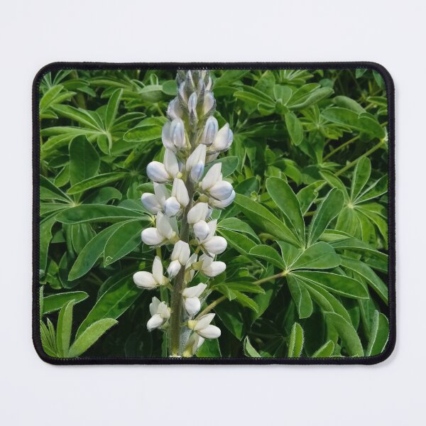 Item preview, Lupinus plants flowering designed and sold by Gaspar Avila.