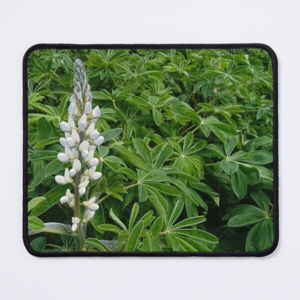 Item preview, Lupinus plants flowering designed and sold by Gaspar Avila.