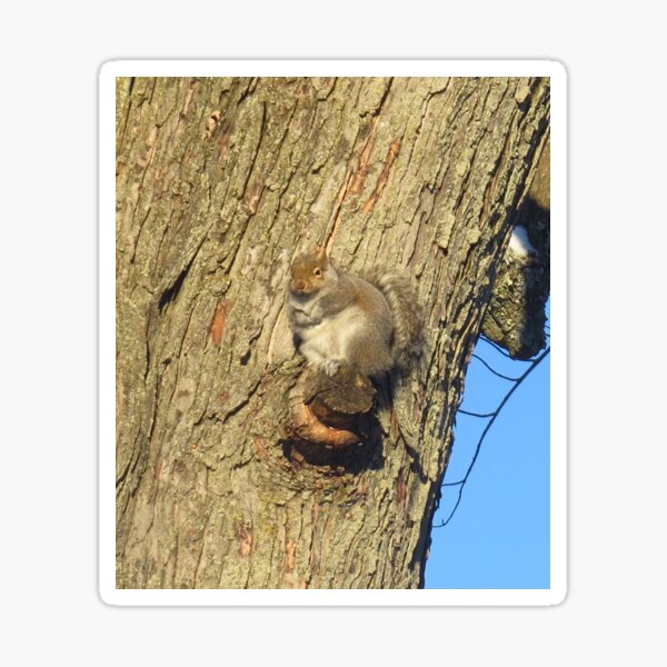 Fat Gray Squirrel Sticker