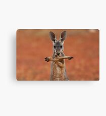 Kangaroo Canvas Print