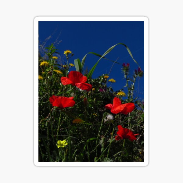 Item preview, Wild Flowers, Blue Sky designed and sold by wiggyofipswich.
