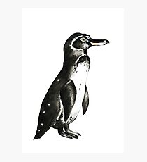 GALAPAGOS PENGUIN Photographic Print