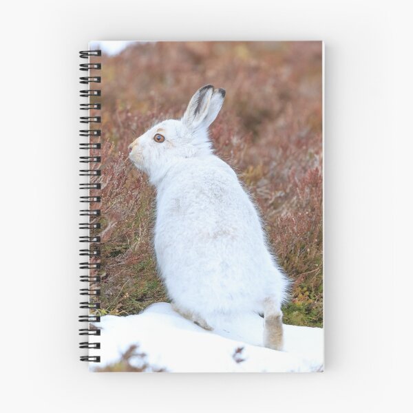 Item preview, White Mountain hare (Lepus timidus) designed and sold by chanonry.