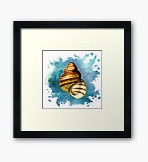 Seashell Art (1 of 3) Framed Print