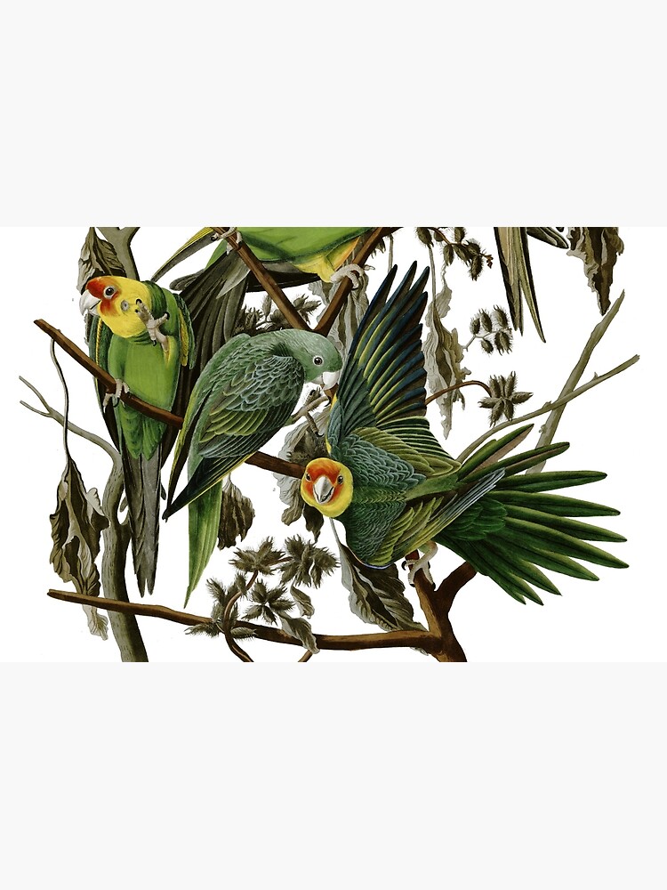 audubon carolina parakeet